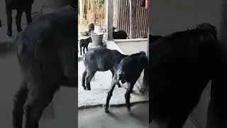নতুন ফার্ম #goat #farming #animals #funny #farming #cat #video #farming