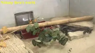 Taman ular dan reptilia Indoor Museum/Snake Museum in Perlis, Malaysia part - 1