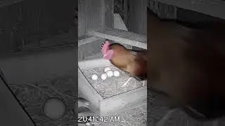 🐓🛡️ Rooster Protects Eggs From Snake! (Grainy Night Footage)
