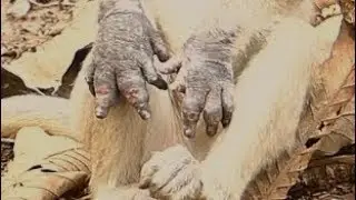Million Pity Poor Janet Monkey | Very Worry Hand Janet Monkey | Monkey Crying
