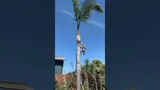 Climbing and cleaning this really tall palm tree.  #sweaty #hands #diy #tree #easy #work #cleaning