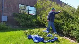 Pruning yews