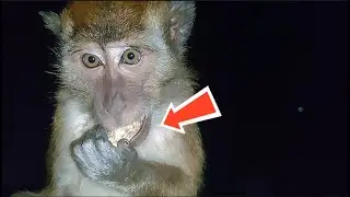 Cute Expression of Wild Monkey Kimbo Eating Peanuts for the First Time