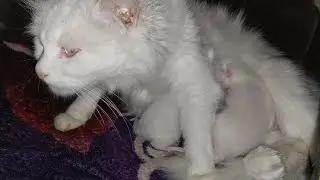 Mother Cat Feeding Milk To 2 Kittens