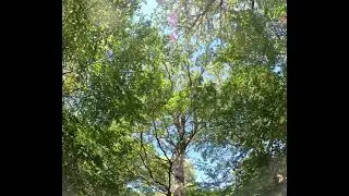 Reconnect with nature using forest bathing therapies  #forestbathing #shinrinyoku #foresttherapy