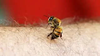 Why Do Bees Die After Stinging