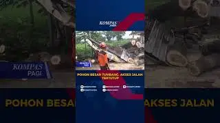 Hujan Deras di Madiun, Pohon Trembesi Raksasa Tumbang Tutup Jalan #shorts