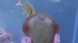 Hand Feeding my California Stingrays (Urobatis halleri)