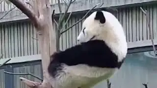 Panda sleep was disturbed by flying bird