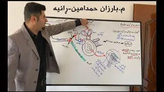 زیندەزانی پۆلی١٢  بەندی چوارەم : کەرتی سێیەم/ بیستن  م. بارزان حمدامین - ڕانیە