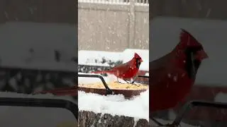 #birds #redcardinal #winter #mybackyardgarden #birdfeeder