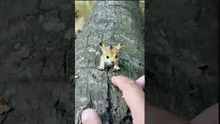 Pikachu #shorts #viral #trending #funny #animals #cat #dog #kitten #puppy #ai #beautiful #cute #yt