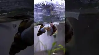 #shorts Assassin snails eating fish food | Food for Assassin Snail