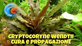 CRYPTOCORYNE WENDTII - LE VARIETA' , LE CURE E LA PROPAGAZIONE