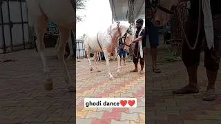ghodi dance ❤️❤️#horsedance #treanding #viralvideo #viralshor # #punjabi