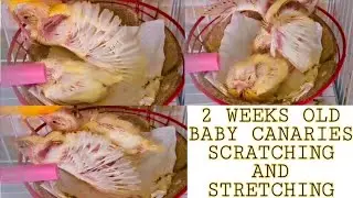 BABY CANARY SCRATCHING AND STRETCHING | 2 WEEKS OLD BABY CANARY SCRATCHING AND STRETCHING