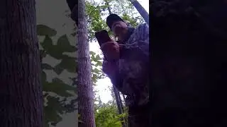 Box calling turkeys(#springturkey)