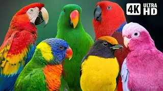 The Most Colorful Birds in the World 🦜 Breathtaking Nature & Wonderful Bird Songs 🌿 Stress Relief 🕊️