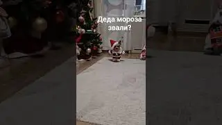 Деда мороза заказывали? #jackson #собака #cool #pets #jacksonplay #новыйгод#топ #юмор