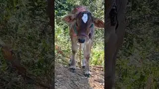 Soy muy feliz con mis animalitos