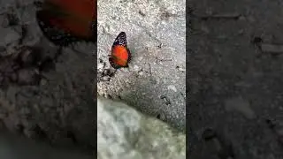 Ant vs butterfly  #wildlife #butterfly#nature