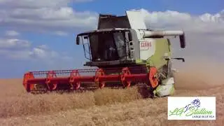 Stallion Pea Harvest August 2018