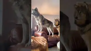 fun with wolf dogs #shorts #virulshorts