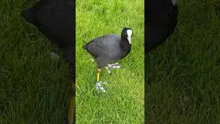 👀so cute😳#omg #wow #beautiful #birds #trending #wildlife #cute #coot #shorts #youtubeshorts