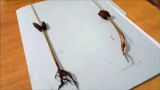 Principales enfermedades fungosas en cacao (vivero).