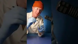 Насколько большим может быть клещ?