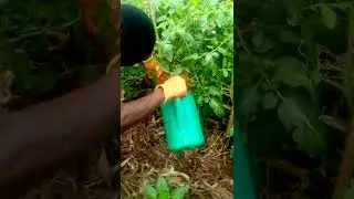 Applying liquid manure in a vegetable garden