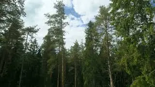 flight over the pine forest SBV 338968862 HD