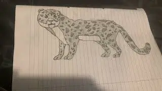 Snow leopard drawing #tailung 