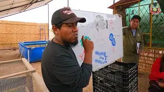 PISCIGRANJA TACNA BONITA - TILAPIA 🐟🍀