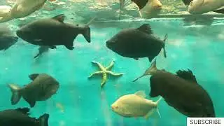 #Giant Pacu Fish Tank 🐠#(Black Pacu Fish)#Aquarium Relaxing View#Amazing Big Fish!