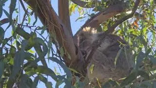 Weekend Adventures in our Jayco Journey Day 16 Paynesville Gippsland Lakes Raymond Island VIC