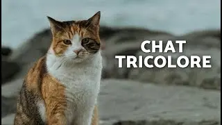 L&Eacute;GENDES des CHATS CALICO 🐈🔮 TOUS LES CHATS CALICO SONT-ILS DES FEMELLES ? (Personnalit&eacute; et Types)