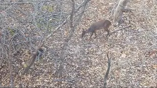 🦌 VEADO CATINGUEIRO 🦌 NA CEVA DE TAMBURI ENTROU DE BAIXO 😱.