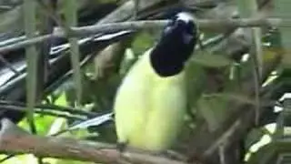 Green Jay (Cyanocorax yncas) vocalizing