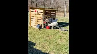 Building a  animal shelter from wood pallets
