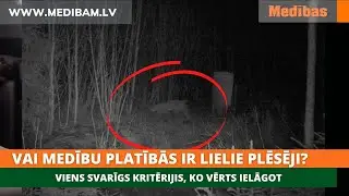 Vai medību platībās ir lielie plēsēji? Viens svarīgs kritērijis, ko vērts ielāgot
