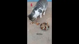 The Surprising Truth About Cats and Fish Bones in ASMR