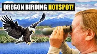 Oregon's Best Bird Watching Spot, Upper Klamath Lake!!