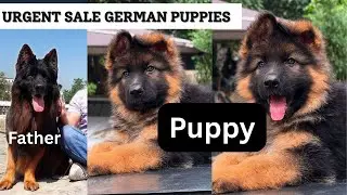 Long Haired German Shepherd Puppies for Sale in Delhi | Free Home Delivery | DogsBreedOfficial