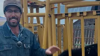 Лучший способ отлучения телят