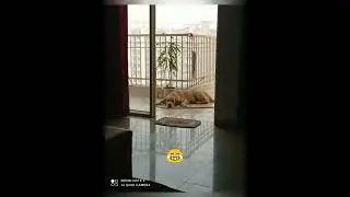 Max's old funny clips 😂 | Labrador | funny dog videos | .