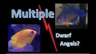 Ep. 21 - Multiple Dwarf Angels in the Saltwater Tank??