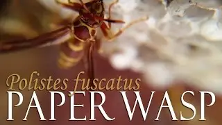 Northern Paper Wasp (Polistes fuscatus)