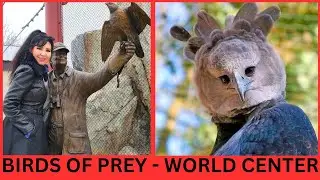 BIRDS OF PREY - WORLD CENTER