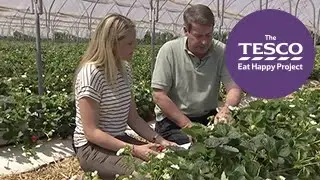Sweet Strawberries: how does a strawberry grow?
